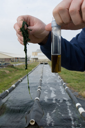 Pat Kangas research on algae as biofuel