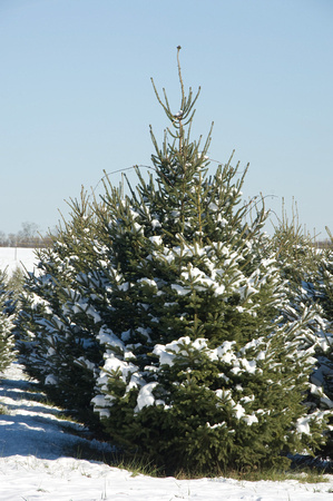 Applewood Farm,  Christmas Tree farm