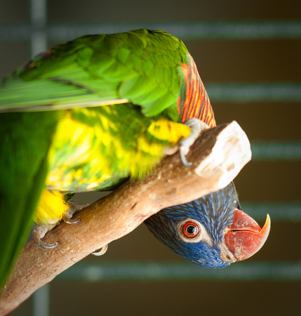 Rosalina Angel work with lorikeets in ANSC lab