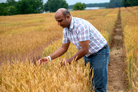 Vijay Tiwari Wheat research