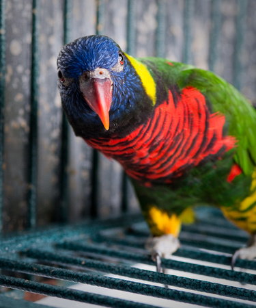 Rosalina Angel work with lorikeets in ANSC lab