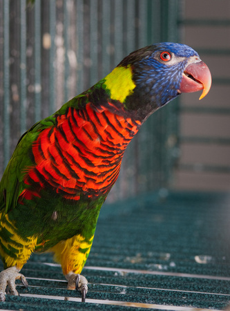 Rosalina Angel work with lorikeets in ANSC lab