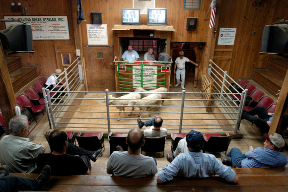 Livestock Auction - New Holland PA  Georgic Odyssey project - Photograph by Edwin Remsberg