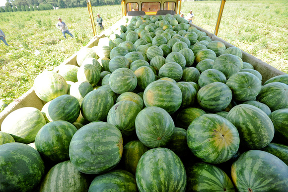 Watermelons - Hales Farms Salisbury MD