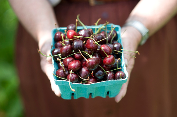 Baughers Orchard farm market, sour cherries, Marjorie Baugher,  Westminster, Maryland