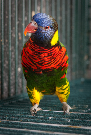 Rosalina Angel work with lorikeets in ANSC lab