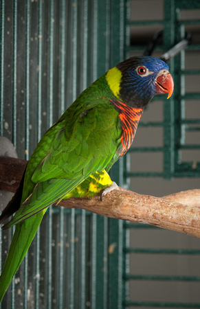 Rosalina Angel work with lorikeets in ANSC lab