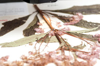 Herbarium