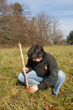 Rotational grazing of stockpiled non toxic tall fescue in December at Maple Grove farm in Fallston MD