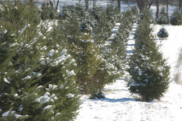 Applewood Farm,  Christmas Tree farm