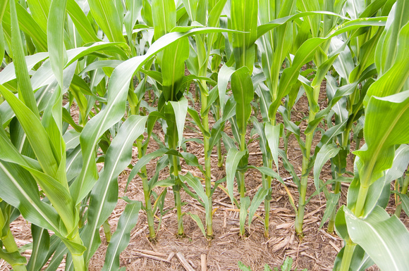 Josh McGrath - poultry manure runoff study with corn tillage plots at Wye REC